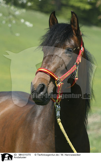 Andalusier / Andalusian Horse / MH-01075