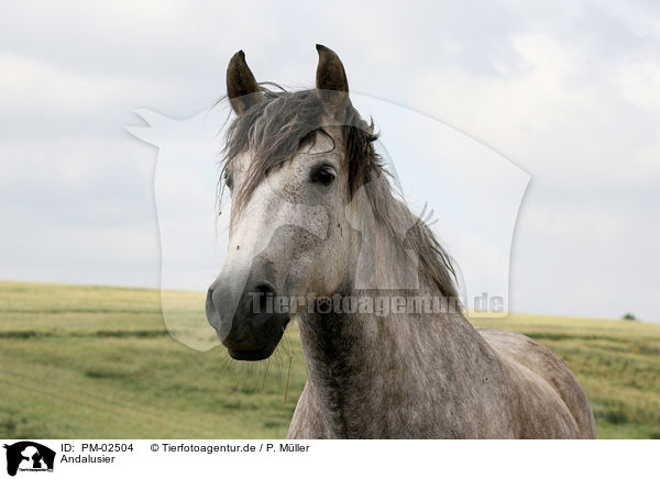 Andalusier / Andalusian horse / PM-02504