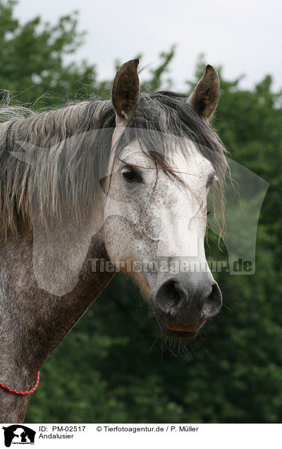 Andalusier / Andalusian horse / PM-02517