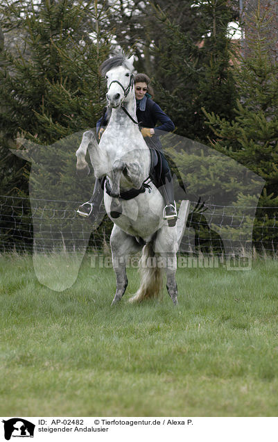 steigender Andalusier / rearing Andalusian Horse / AP-02482