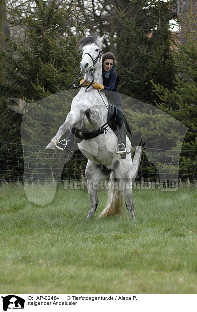 steigender Andalusier / rearing Andalusian Horse / AP-02484