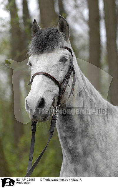 Andalusier / andalusian horse / AP-02487