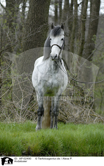 Andalusier / andalusian horse / AP-02490