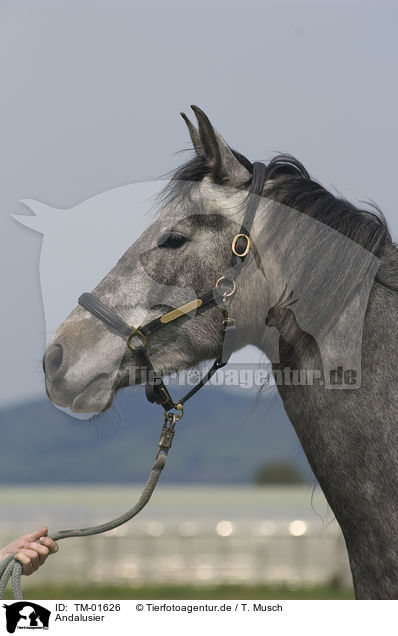 Andalusier / Andalusian horse / TM-01626