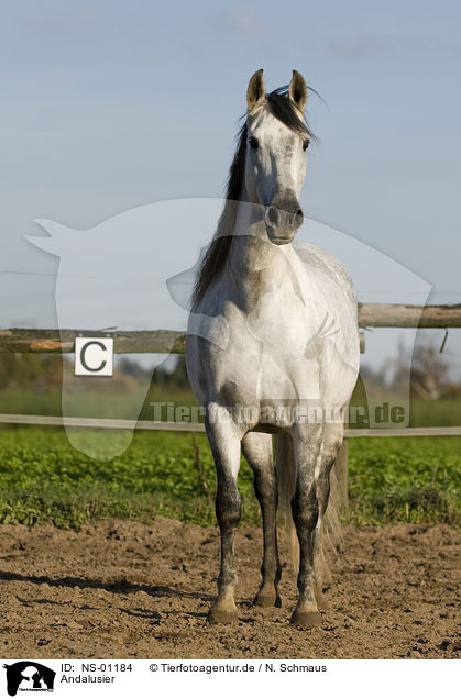 Andalusier / Andalusian horse / NS-01184