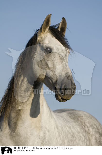Andalusier Portrait / Andalusian horse portrait / NS-01185