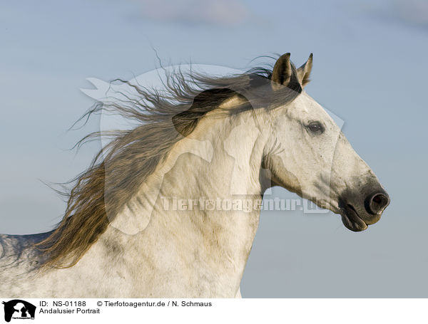 Andalusier Portrait / Andalusian horse portrait / NS-01188
