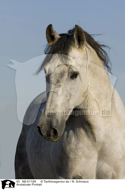 Andalusier Portrait / Andalusian horse portrait / NS-01189