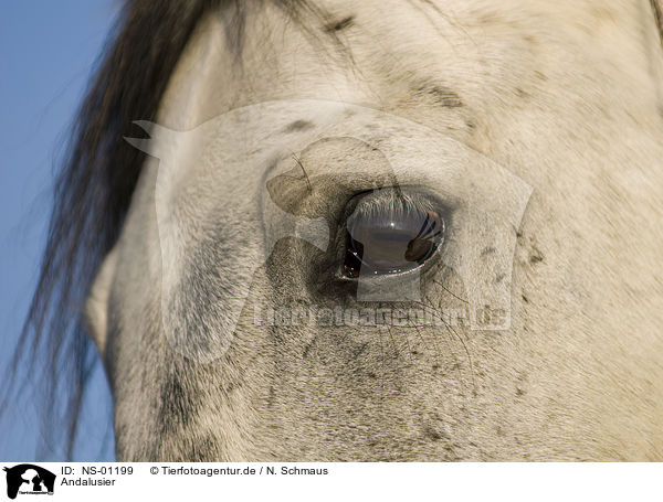 Andalusier / Andalusian horse / NS-01199