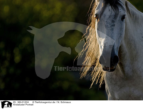 Andalusier Portrait / Andalusian horse portrait / NS-01204