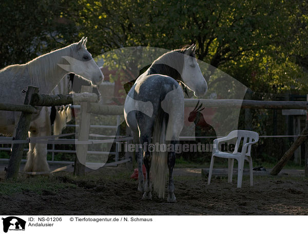 Andalusier / Andalusian horses / NS-01206