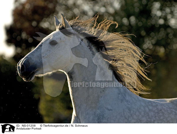 Andalusier Portrait Ns 018 Andalusier Pferde Tierfotoagentur Bildagentur Mit Spezialisierung Auf Tierbilder Und Tierfotos