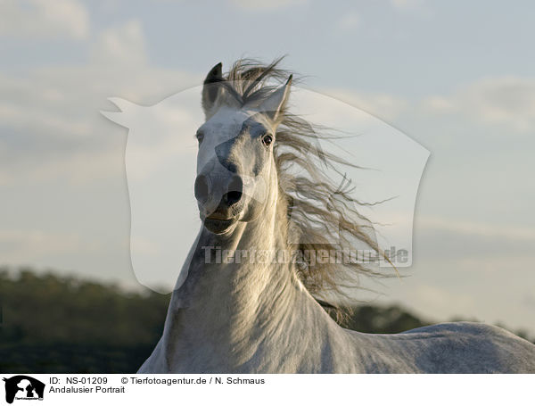 Andalusier Portrait / Andalusian horse portrait / NS-01209