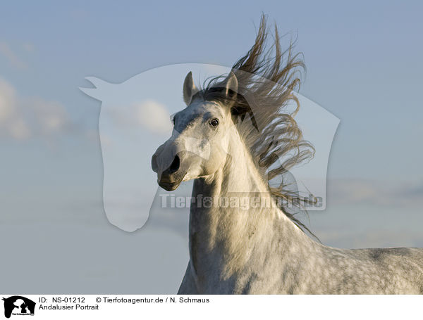 Andalusier Portrait / Andalusian horse portrait / NS-01212