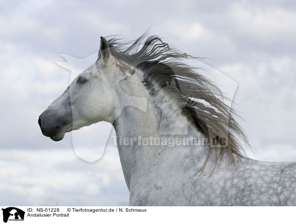 Andalusier Portrait / Andalusian horse portrait / NS-01228