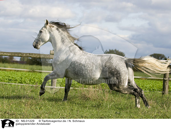 galoppierender Andalusier / galloping Andalusian horse / NS-01229