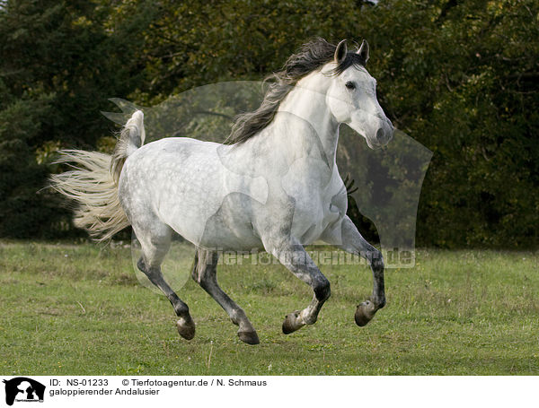 galoppierender Andalusier / galloping Andalusian horse / NS-01233