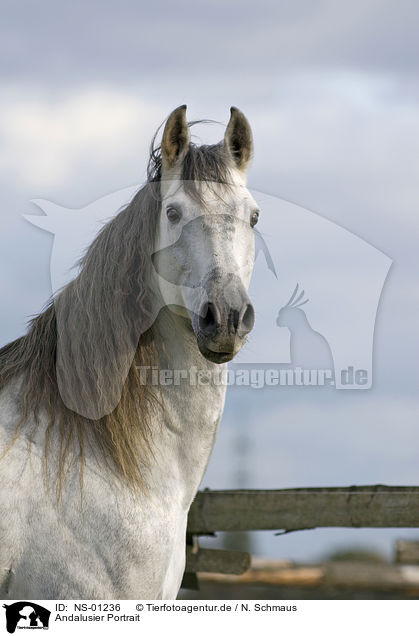 Andalusier Portrait / Andalusian horse portrait / NS-01236