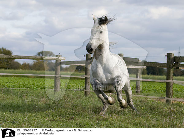 galoppierender Andalusier / galloping Andalusian horse / NS-01237