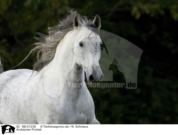 Andalusier Portrait / Andalusian horse portrait / NS-01238