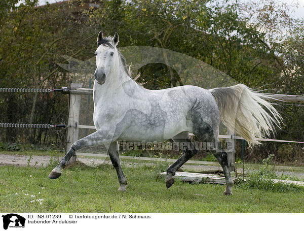 trabender Andalusier / trotting Andalusian horse / NS-01239