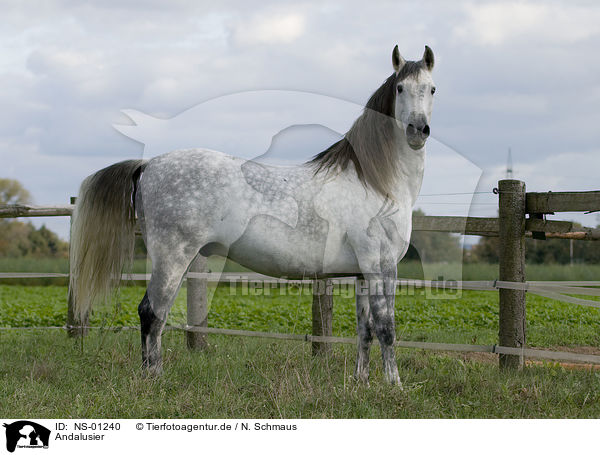 Andalusier / Andalusian horse / NS-01240