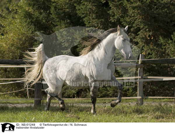 trabender Andalusier / trotting Andalusian horse / NS-01248