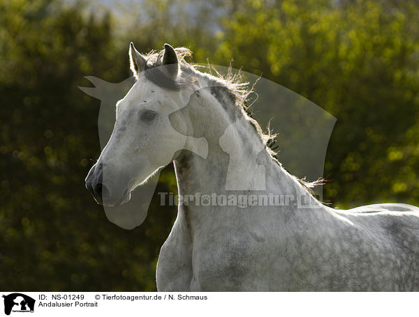 Andalusier Portrait / Andalusian horse portrait / NS-01249