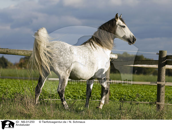 Andalusier / Andalusian horse / NS-01250