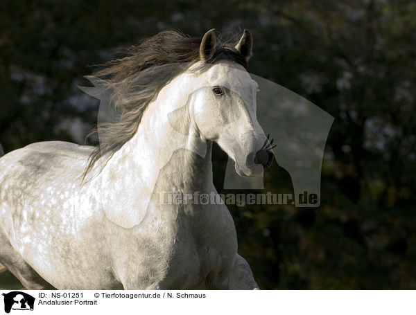 Andalusier Portrait / Andalusian horse portrait / NS-01251