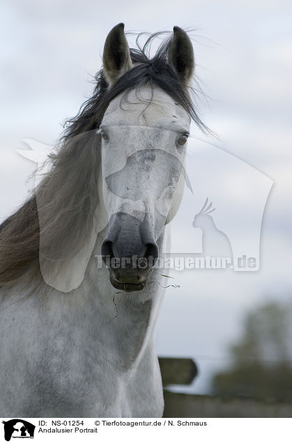 Andalusier Portrait / Andalusian horse portrait / NS-01254