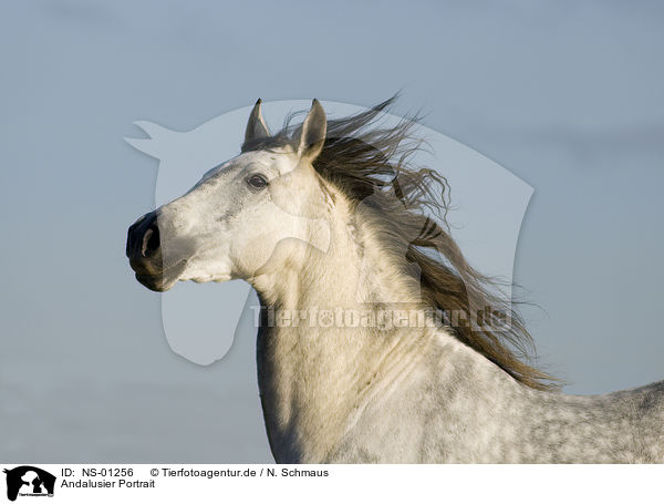 Andalusier Portrait / Andalusian horse portrait / NS-01256