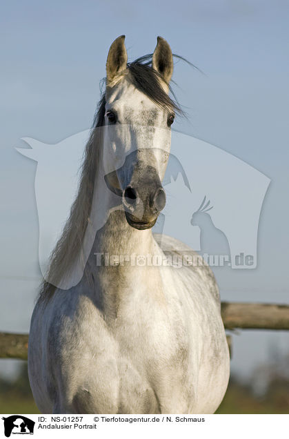 Andalusier Portrait / Andalusian horse portrait / NS-01257