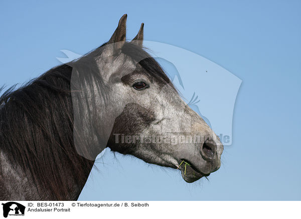 Andalusier Portrait / Andalusian horse portrait / BES-01473