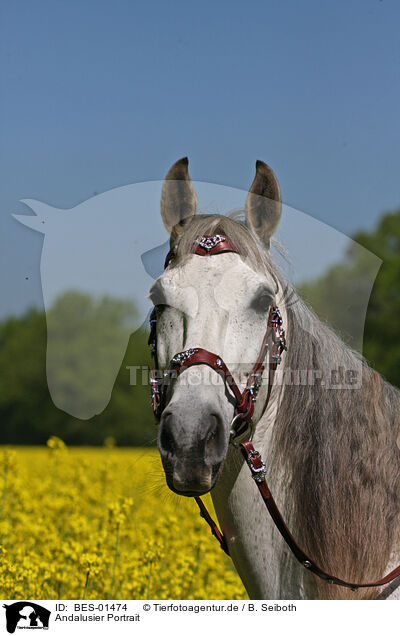 Andalusier Portrait / Andalusian horse portrait / BES-01474