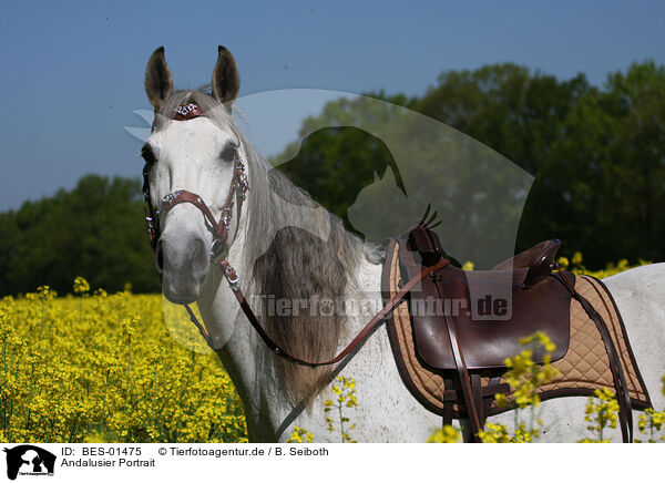 Andalusier Portrait / Andalusian horse portrait / BES-01475