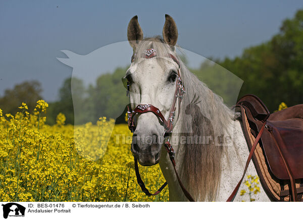 Andalusier Portrait / Andalusian horse portrait / BES-01476
