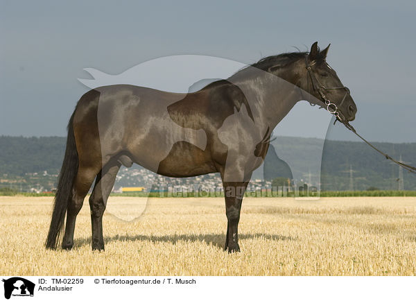 Andalusier / Andalusian horse / TM-02259