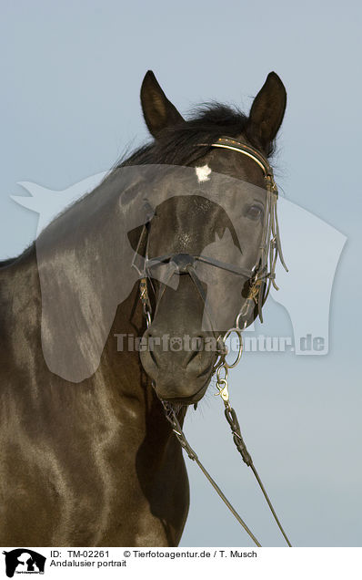 Andalusier portrait / Andalusian horse portrait / TM-02261