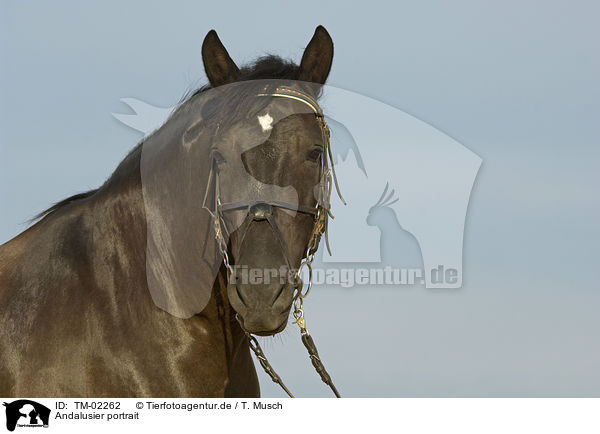 Andalusier portrait / Andalusian horse portrait / TM-02262