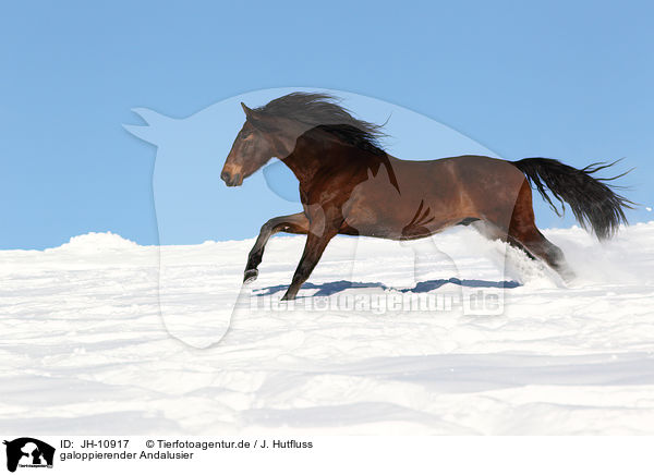 galoppierender Andalusier / galloping andalusian horse / JH-10917