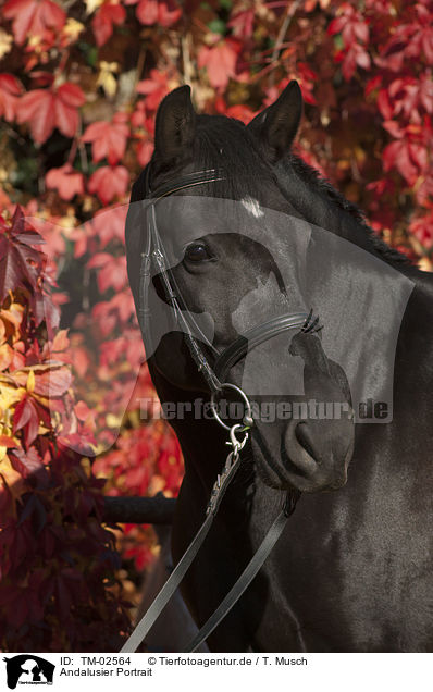 Andalusier Portrait / Andalusian horse portrait / TM-02564