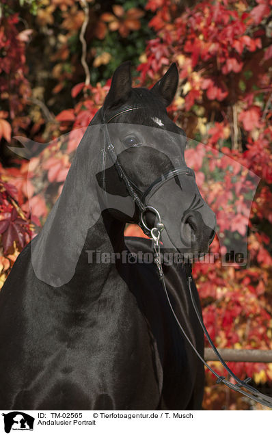 Andalusier Portrait / Andalusian horse portrait / TM-02565
