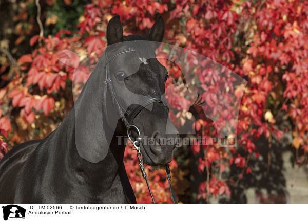 Andalusier Portrait / Andalusian horse portrait / TM-02566