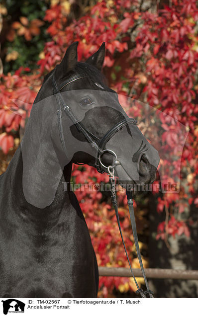 Andalusier Portrait / Andalusian horse portrait / TM-02567