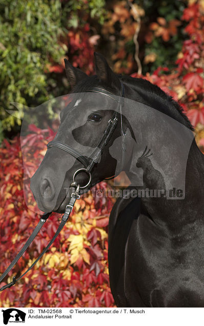 Andalusier Portrait / Andalusian horse portrait / TM-02568