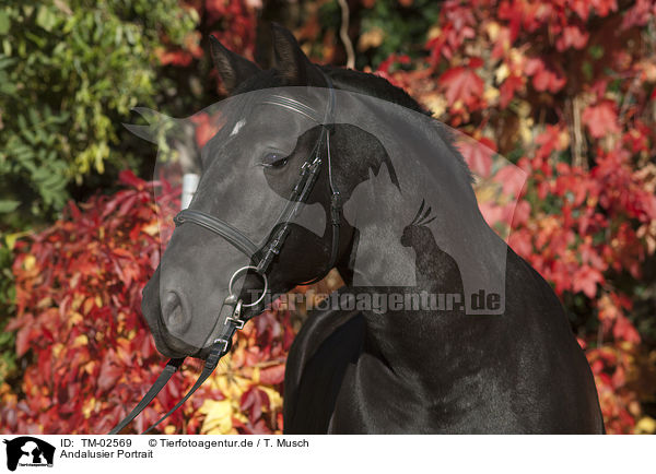 Andalusier Portrait / Andalusian horse portrait / TM-02569