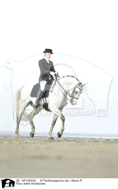 Frau reitet Andalusier / woman rides Andalusian horse / AP-09339