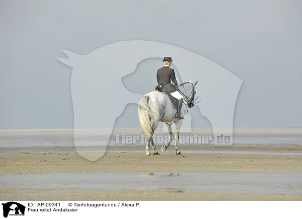 Frau reitet Andalusier / woman rides Andalusian horse / AP-09341