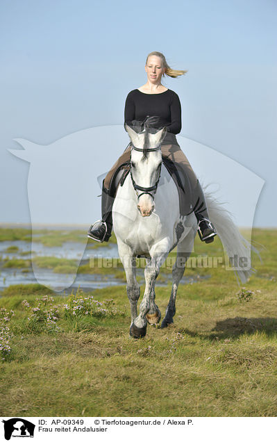 Frau reitet Andalusier / woman rides Andalusian horse / AP-09349